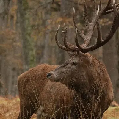 Parc Animalier de Boutissaint