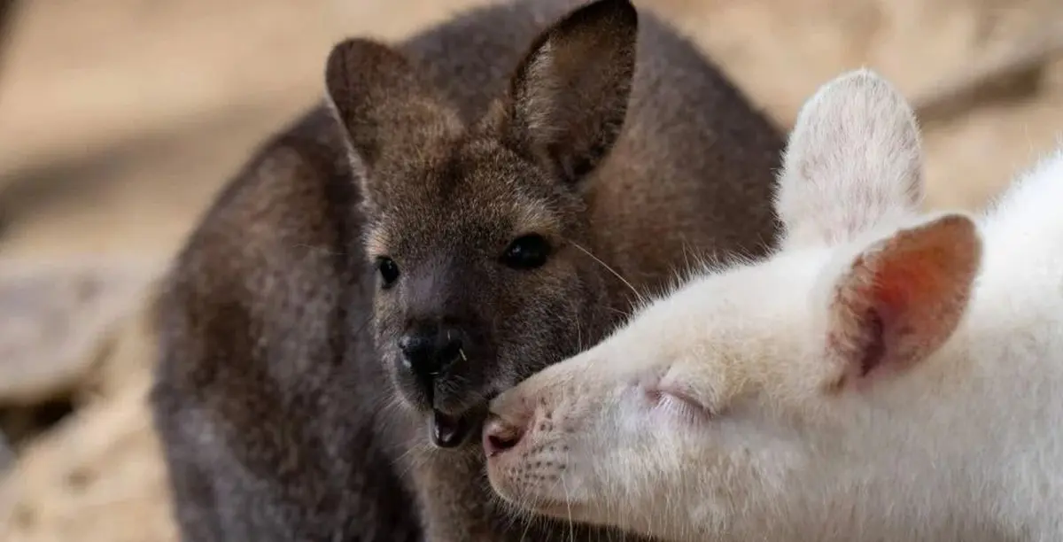 Parc animalier de Casteil