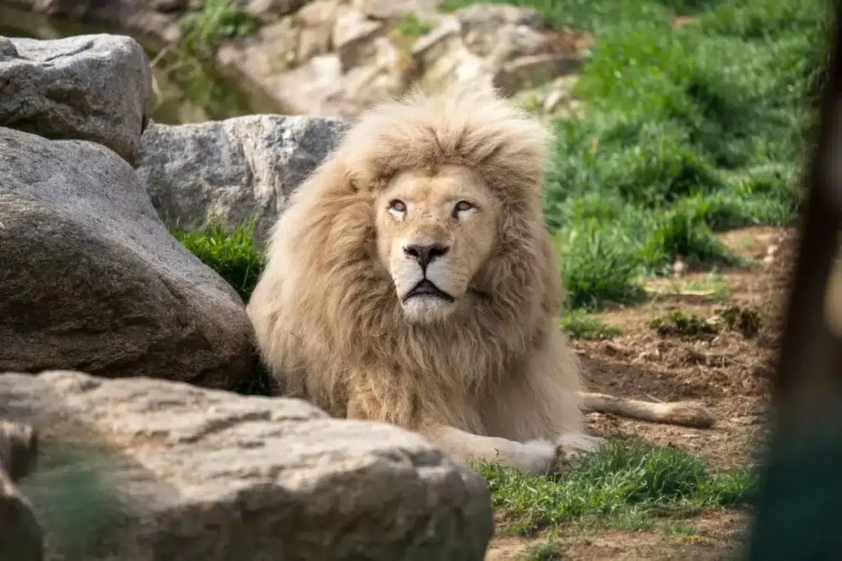 Parc animalier de Casteil