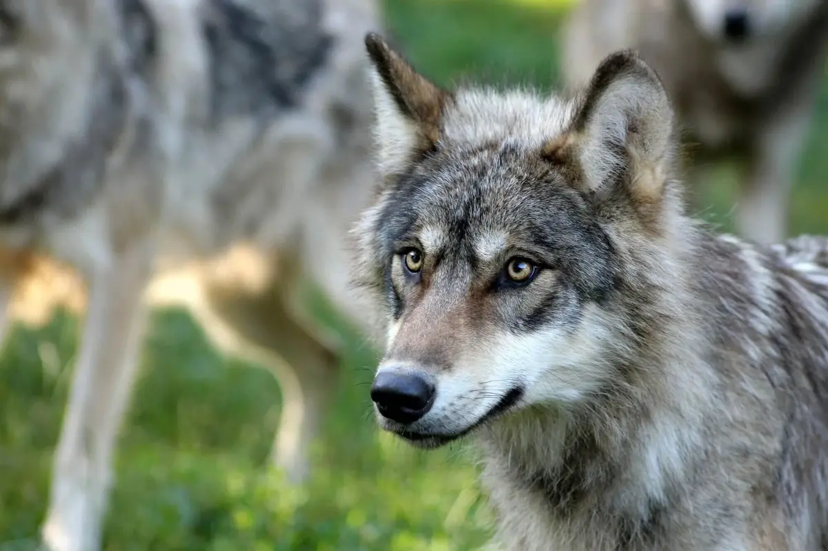 Parc animalier de Gramat