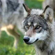 Parc animalier de Gramat