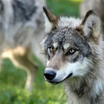 Parc animalier de Gramat