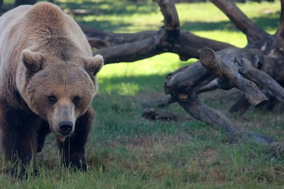 Parc animalier de Gramat