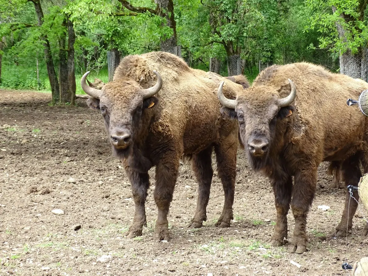 Parc animalier de Gramat