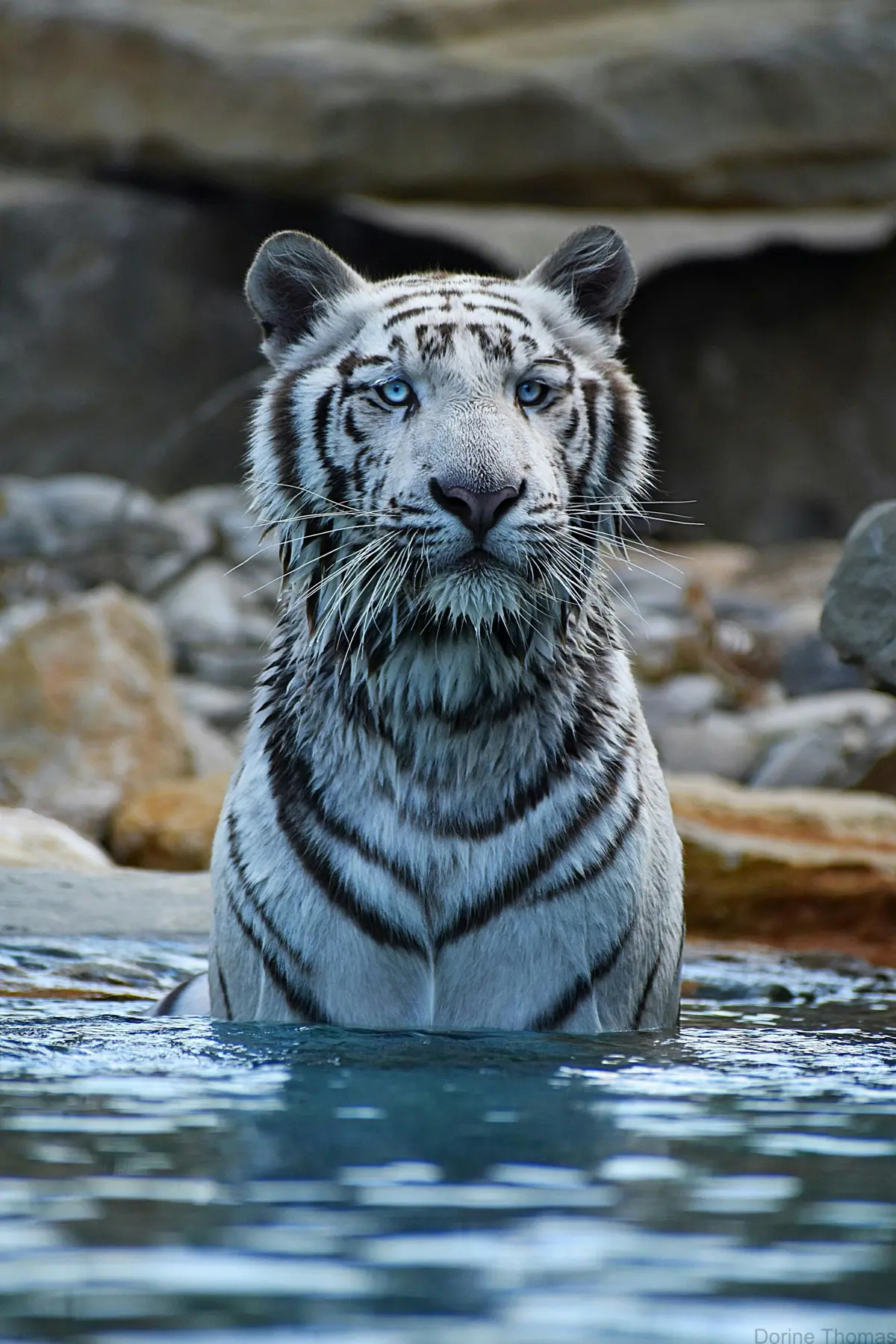 Un tigre blanc aux yeux bleus se tient dans l'eau jusqu'à la poitrine, avec des rochers en arrière-plan.