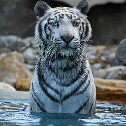 Parc animalier de la Barben : Billet d'entrée