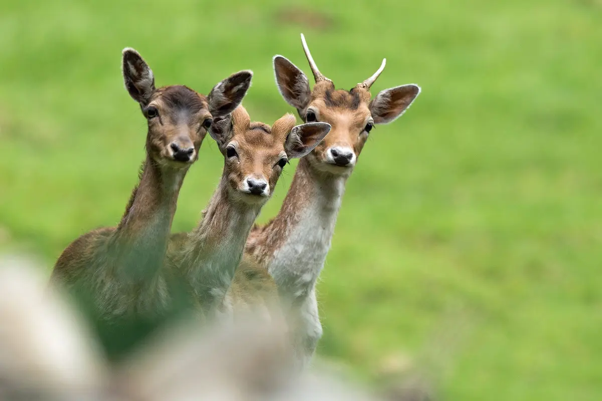 Parc animalier de Merlet