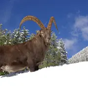 Parc animalier de Merlet