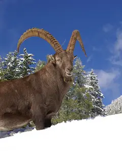 Parc animalier de Merlet