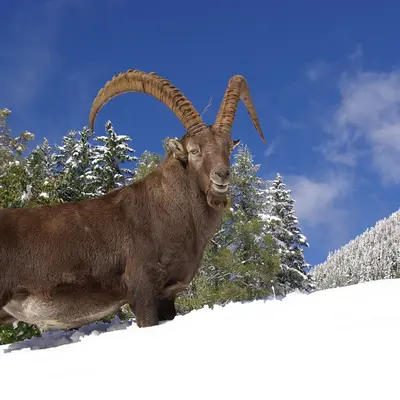 Parc animalier de Merlet