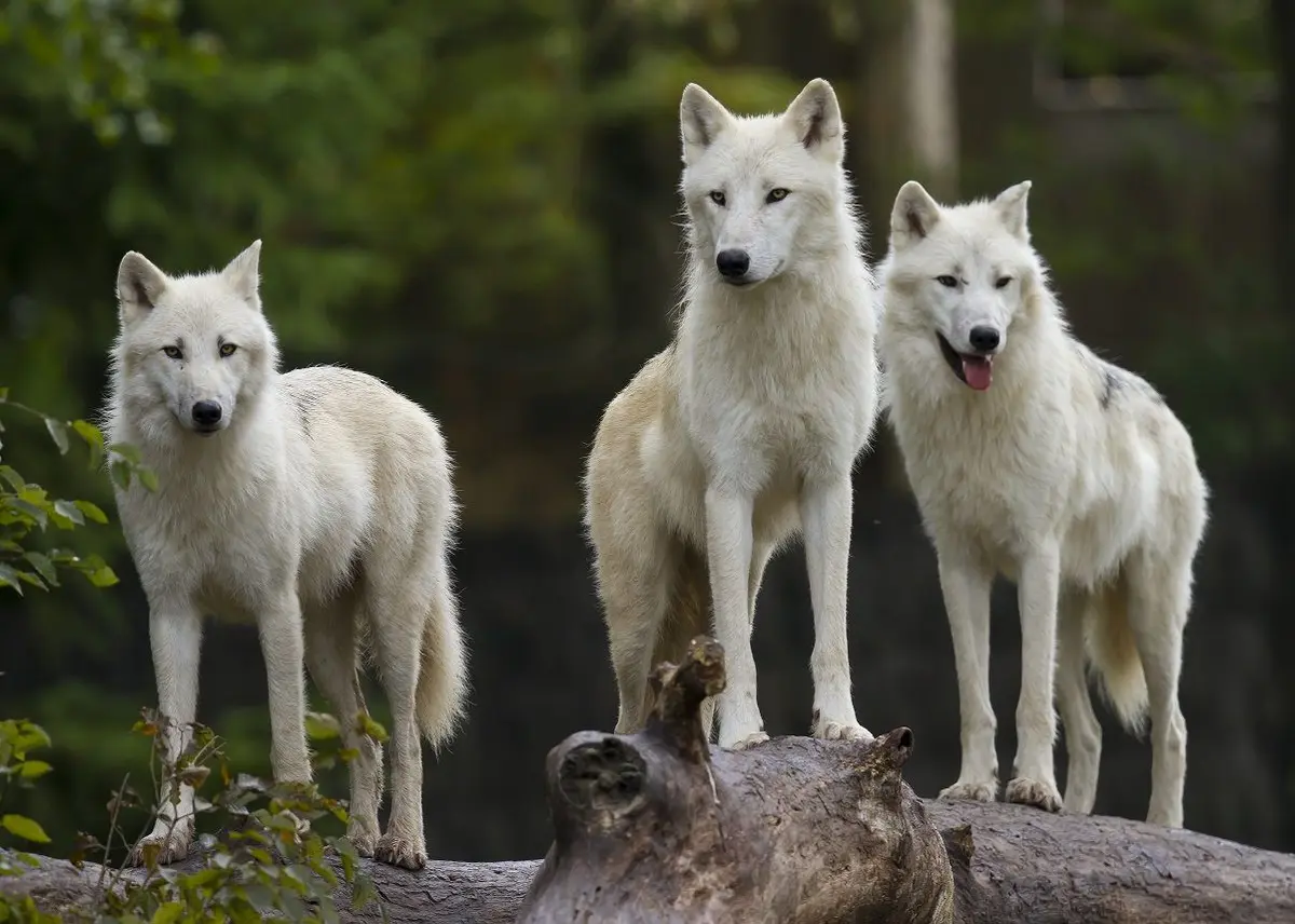 Parc animalier de Sainte Croix