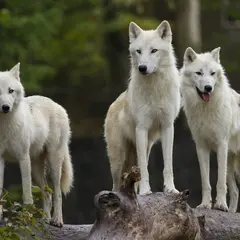 Parc animalier de Sainte-Croix