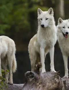 Parc animalier de Sainte-Croix