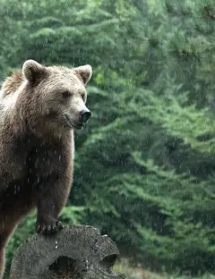 Parc animalier des Pyrénées