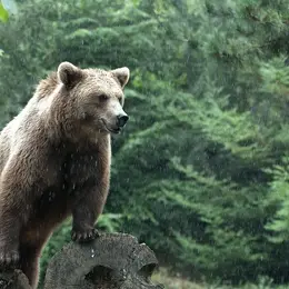 Parc animalier des Pyrénées