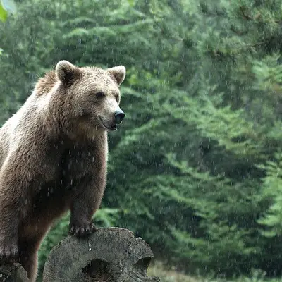 Parc animalier des Pyrénées