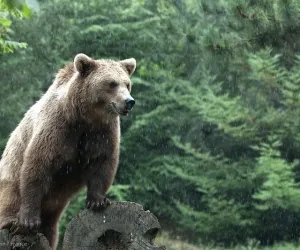 Parc animalier des Pyrénées