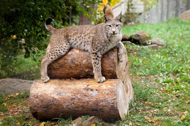 Lynx du zoo d\'Argelès-Gazost