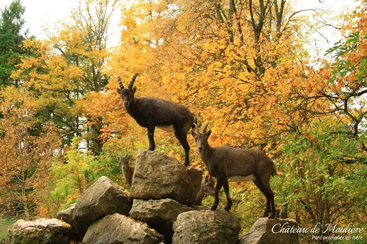 Parc animalier du Château de Moidière