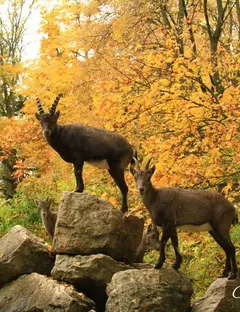 Parc animalier du Château de Moidière