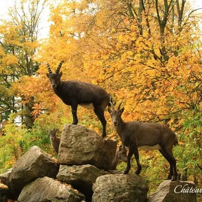 Parc animalier du Château de Moidière