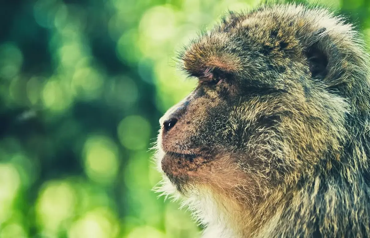 Parc animalier du Ségala