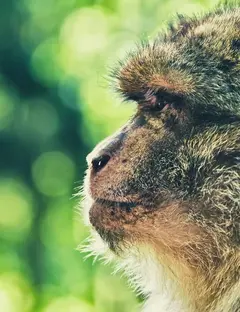 Parc animalier du Ségala