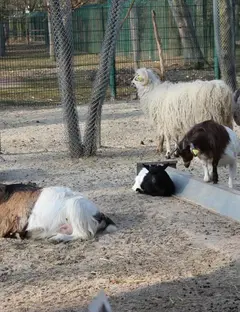 Parc animalier Friedel