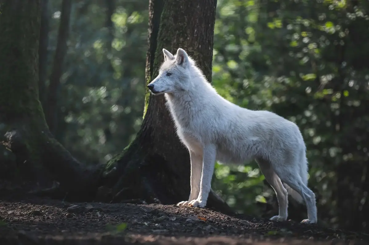 Parc Argonne Découverte
