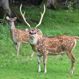 Parc de Clères