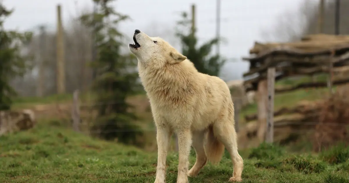 Des loups vous attendent au Parc de l'Auxois, un parc animalier près de Dijon