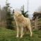 Des loups vous attendent au Parc de l'Auxois, un parc animalier près de Dijon &copy; Facebook.com/ParcdelAuxois/
