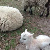 Petit agneau né en 2015 au Parc de l'Eiblen DR