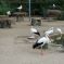 L'enclos aux cigognes au Parc de l'Orangerie &copy; Guilhem Vellut, via flickr