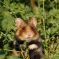 Grand hamster d'Alsace au NaturOparC DR