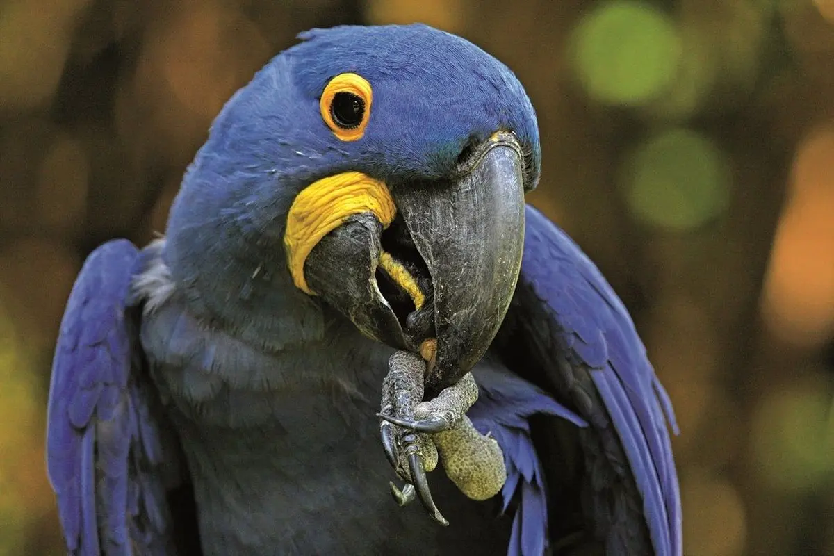 Parc des Oiseaux