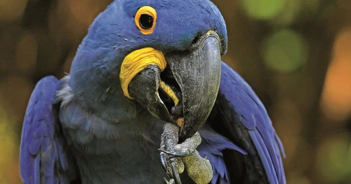 Parc des Oiseaux