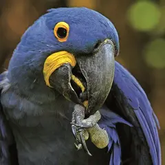 Parc des Oiseaux