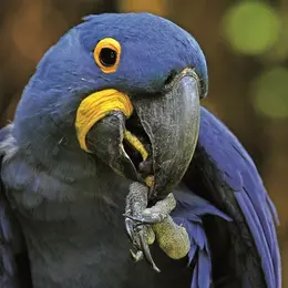 Parc des Oiseaux