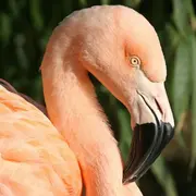 Parc des Oiseaux de Villars-les-Dombes : réouverture pour la saison 2026