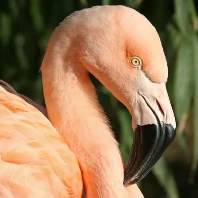 Parc des Oiseaux de Villars-les-Dombes : réouverture pour la saison 2026