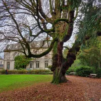 Le magnifique châtaignier du parc Jaquet &copy; JDS