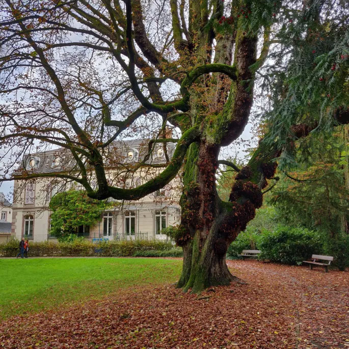 Le magnifique châtaignier du parc Jaquet