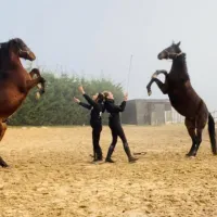 Un spectacle équestre vous attend au Parc Nature de Cheval &copy; Parc Nature de Cheval, via Facebook