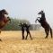 Un spectacle équestre vous attend au Parc Nature de Cheval &copy; Parc Nature de Cheval, via Facebook