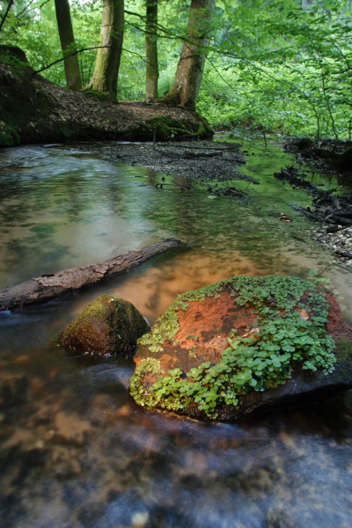 Parc naturel régional des Vosges du Nord