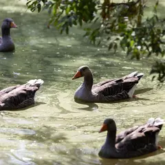Parc René Canivenc, le Moulineau
