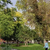 La richesse du parc Steinbach et ses arbres centenaires &copy; JDS