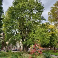 Le parc Steinbach en plein centre de Mulhouse &copy; JDS