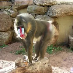 Parc Zoologique de Fréjus